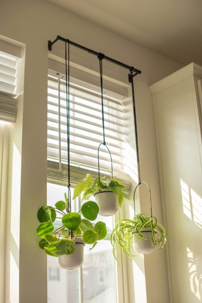 Three potted plants hanging in front of a window with blinds, bathed in soft sunlight. The pots are suspended from a black metal rod by ropes, and the plants have vibrant green leaves, creating a peaceful and natural ambiance in the room.