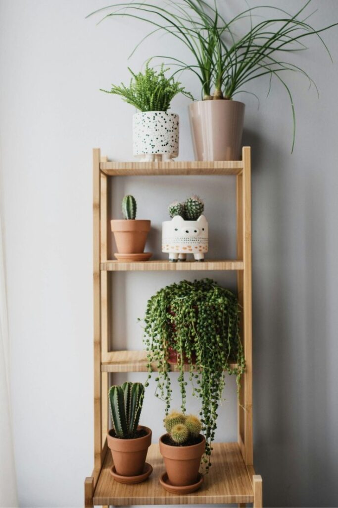 Wooden shelf with various potted indoor plants, including cacti, ferns, and trailing plants, arranged for a balanced display.