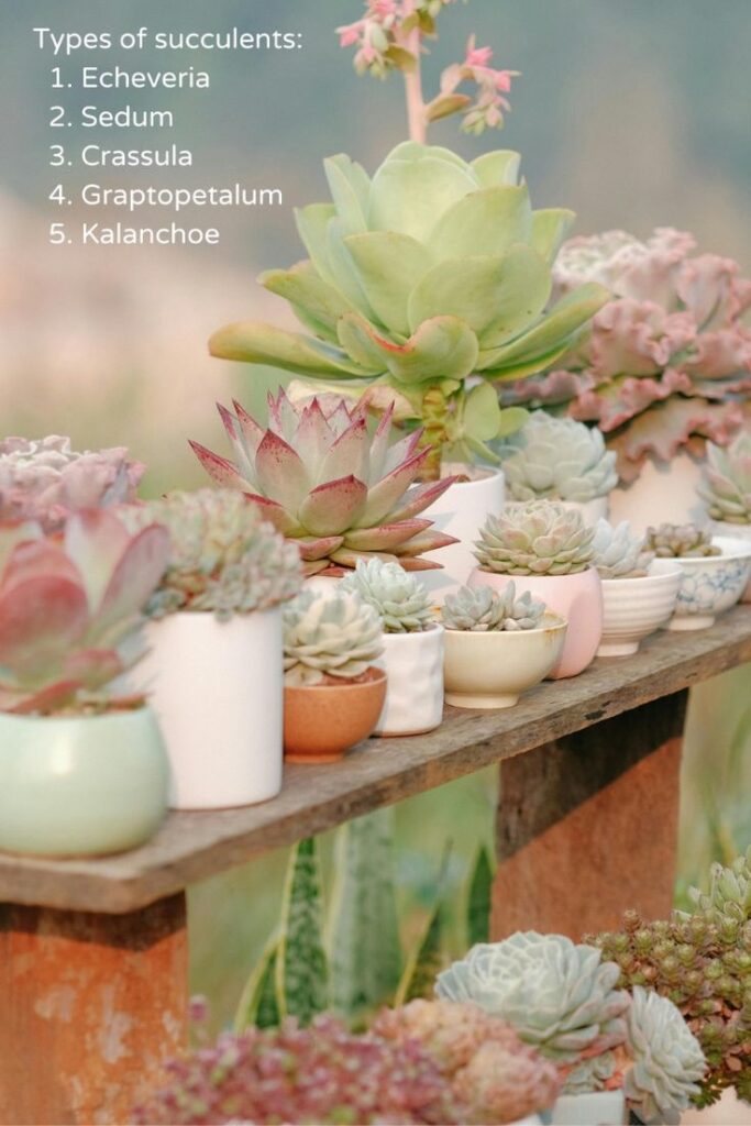 A variety of succulent plants displayed on a wooden shelf, each potted in unique containers. The succulents include Echeveria, Sedum, Crassula, Graptopetalum, and Kalanchoe, showcasing a range of green to purple hues and diverse leaf patterns, perfect for enhancing home decor.