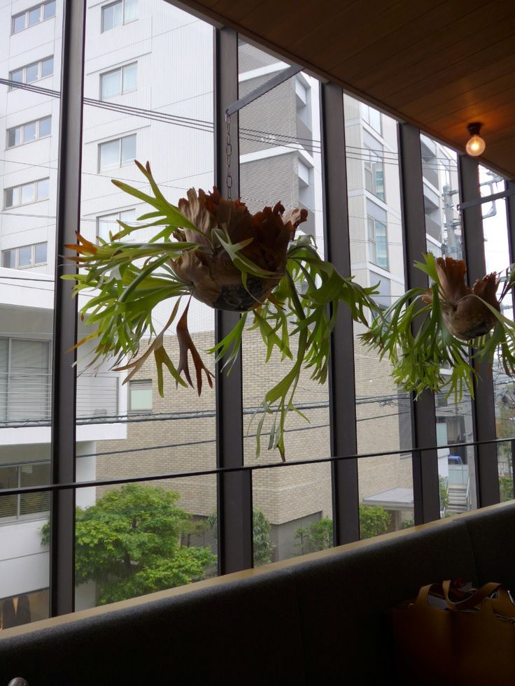  Indoor view with large windows showing an urban landscape. Two planters with green plants hang above a wooden ledge. The interior is dimly lit, creating a cozy atmosphere.