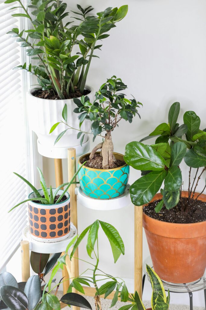 A collection of potted plants arranged on a white multi-tiered shelving unit, showcasing various species with different leaf shapes and shades of green.