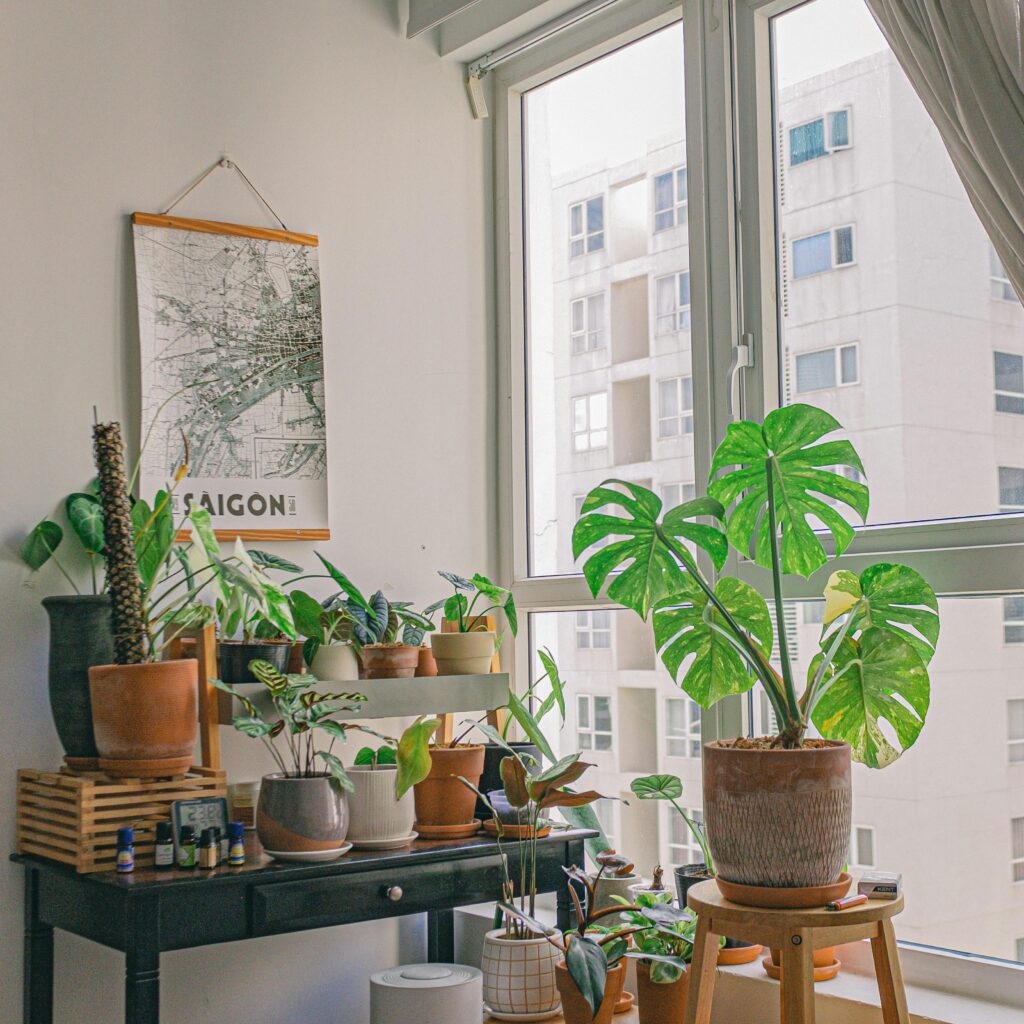 Alt text: An indoor plant corner by a window with multiple potted plants on wooden stands and shelves, with a hanging framed map labeled “SAIGON” above them.