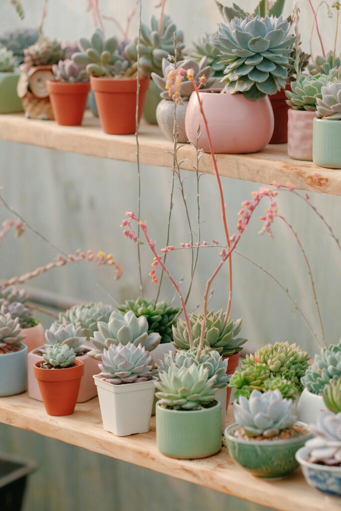 A collection of succulent plants in various colored pots arranged on wooden shelves.