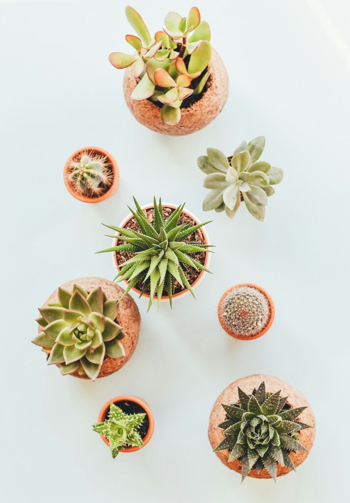 A collection of six potted succulent plants on a white surface, showcasing various shapes, sizes, and shades of green.