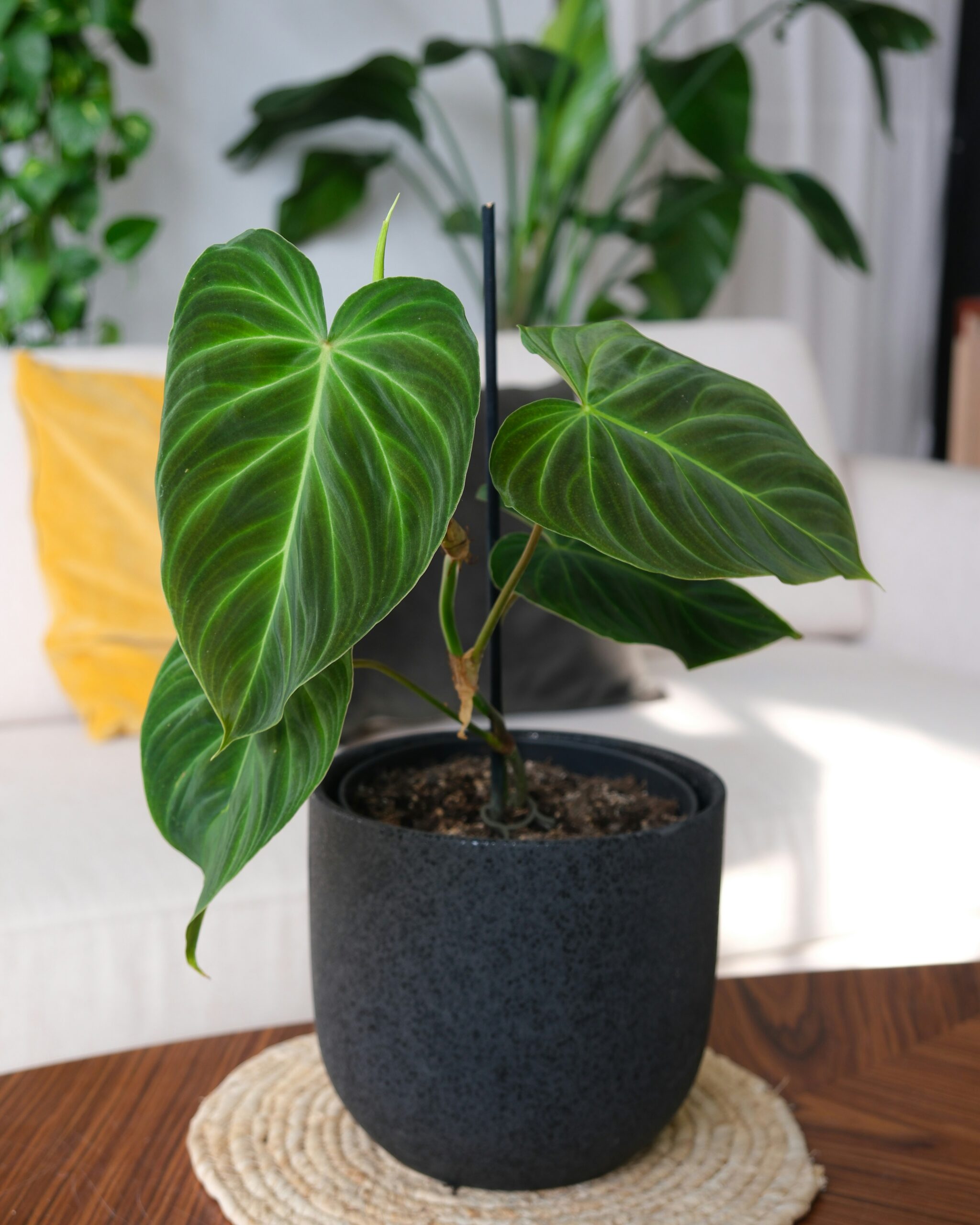 Philodendron Gloriosum