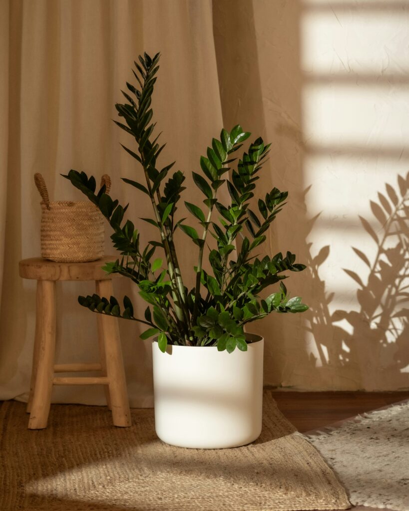  ZZ Plant (Zamioculcas zamiifolia)