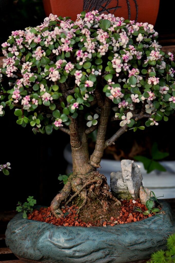 Bonsai tree with green leaves and pinkish-white flowers in a blue pot, surrounded by red gravel and small white rocks